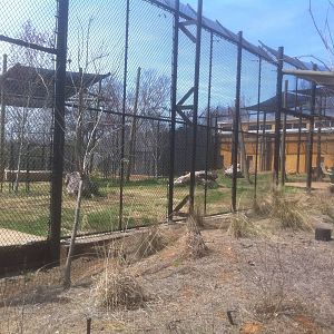 4/2/2013 - Lion Exhibit