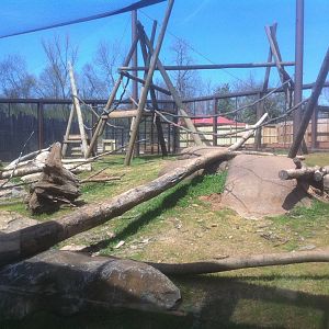 4/2/2013 - Hamadryas Baboon Exhibit