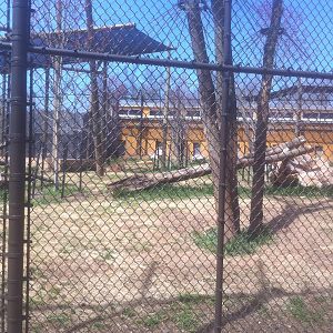 4/2/2013 - Lion Exhibit