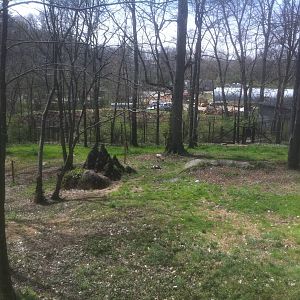 4/2/2013 - African Wild Dog Exhibit