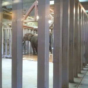 4/2/2013 - Stokely African Elephant Preserve - Indoor Elephant Pen