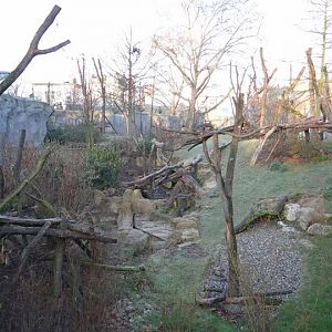 Paddock of Tremarctos ornatus