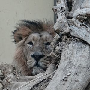 Panthera leo persica