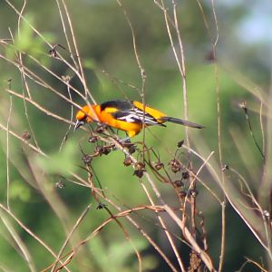 Oriole species