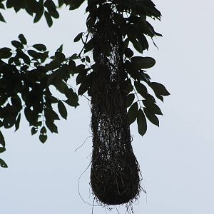 Oriole nest
