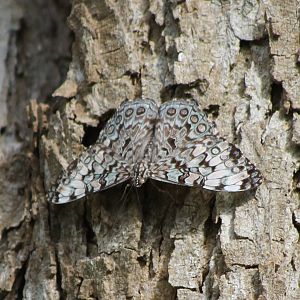 Cracker butterfly species