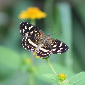 Butterfly species ID