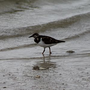 Ruddy turnstone