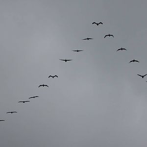 Brown pelican flying in V-formation