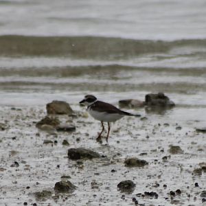 Semipalmated plover
