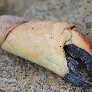 Lobster claw