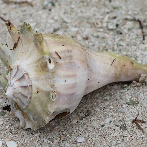 Left-handed whelk