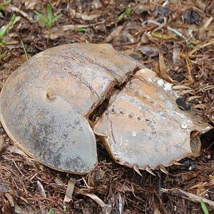 Horseshoe crab remains