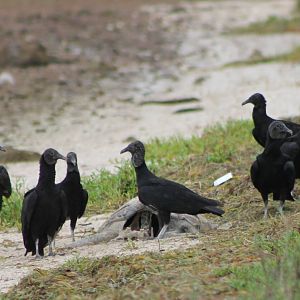 Black vultures with sea-turtle