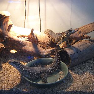 Chatuchak Weekend Market, Jan 2014 - Smaug (Cordylus) giganteus