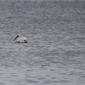 American white pelicans