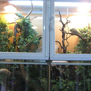 Chatuchak Weekend Market, Jan 2014 - chameleons