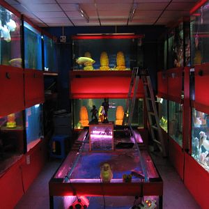 Fish market -- Chatuchak Weekend Market, Jan 2014