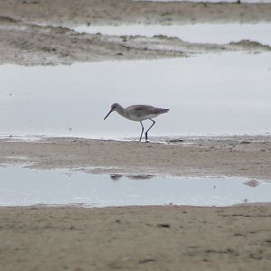 Willet