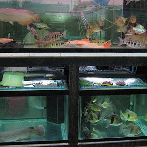 Fish market -- Chatuchak Weekend Market, Jan 2014