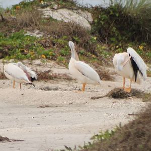 American white pelicans