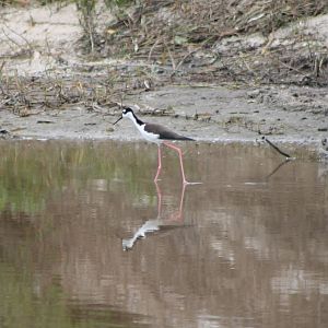Mexican stilt