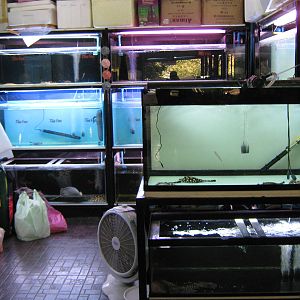 Fish market -- Chatuchak Weekend Market, Jan 2014