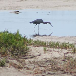 Little blue heron