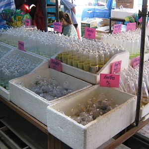 Fish market -- Chatuchak Weekend Market, Jan 2014