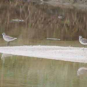Plovers ID