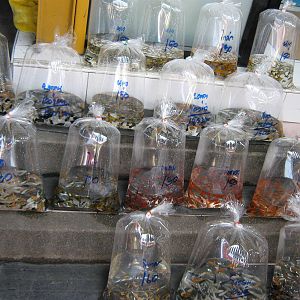 Fish market -- Chatuchak Weekend Market, Jan 2014
