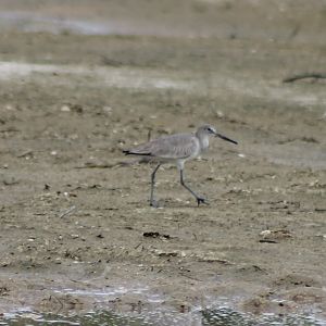 Willet