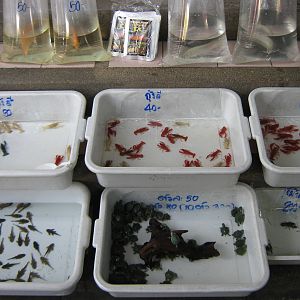 Fish market -- Chatuchak Weekend Market, Jan 2014