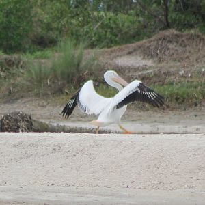 American white pelican