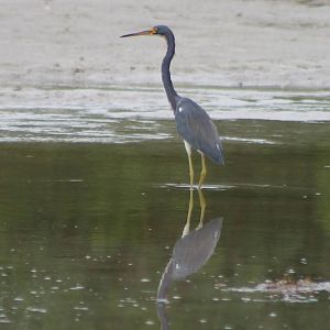Tricolored heron