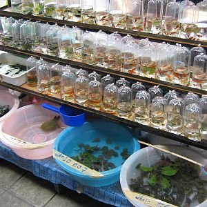 Fish market -- Chatuchak Weekend Market, Jan 2014
