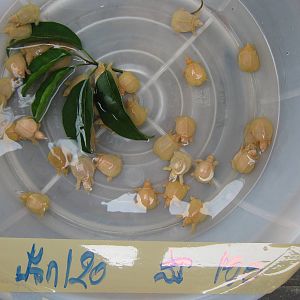 Fish market -- Chatuchak Weekend Market, Jan 2014