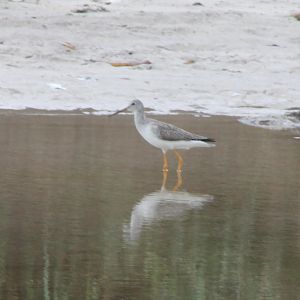 Yellowlegs
