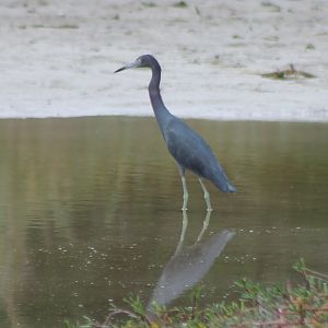 Little blue heron