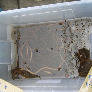 Fish market -- Chatuchak Weekend Market, Jan 2014