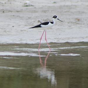 Mexican stilt