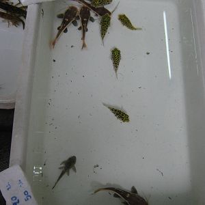 Fish market -- Chatuchak Weekend Market, Jan 2014