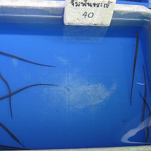 Fish market -- Chatuchak Weekend Market, Jan 2014