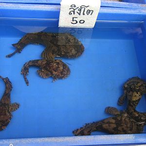 Fish market -- Chatuchak Weekend Market, Jan 2014