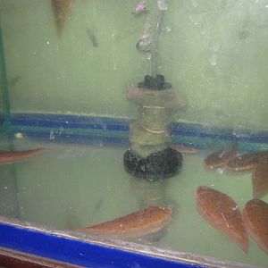 Fish market -- Chatuchak Weekend Market, Jan 2014