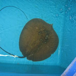 Fish market -- Chatuchak Weekend Market, Jan 2014