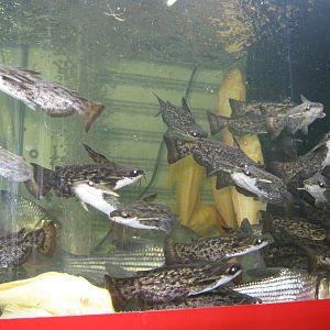 Fish market -- Chatuchak Weekend Market, Jan 2014