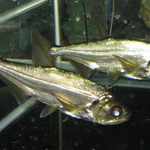 Fish Market -- Chatuchak Weekend Market, Jan 2014