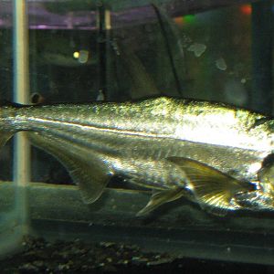 Fish Market -- Chatuchak Weekend Market, Jan 2014