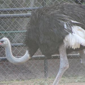 Ostrich